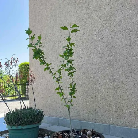 Kuca Za Odmor Viktoria Villa *